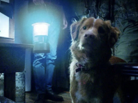 Film review: Good Boy